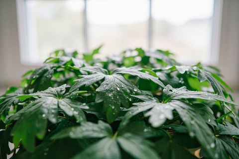 益生菌是活菌，菌株的差异决定了它能否活着到达肠道。