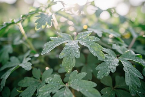 锌:被低估的矿物质,但补错了会出事 锌的剂量窗口很窄:低了没用,高了反而干扰其他矿物质吸收。
